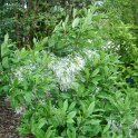 Chionanthus virginicus P2C (3)
